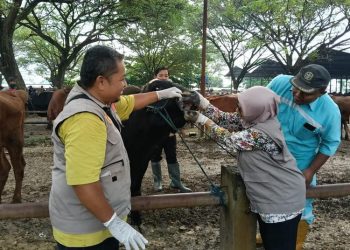 Tim Dinas Pertanian dan Peternakan (Dispertan) Kabupaten Pati melakukan pemeriksaan hewan kurban di Pasar Hewan Margorejo, Pati, Selasa (27/5/2025). (Dok. Dispertan Pati/Harianmuria.com)