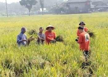 Penyuluh Pertanian Lapangan (PPL) melakukan pengubinan di lahan milik Suwarno, Desa Mangunrekso, Tambakromo, Pati. (Dok. PPL Tambakromo/Harianmuria.com)