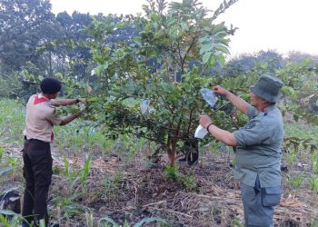 Anggota Pramuka Saka Wanabakti mengikuti pelatihan agroforestry tanaman buah di kawasan Resort Pemangkuan Hutan (RPH) Sendang Pakelan, Kecamatan Sambirejo, Grobogan. (Ahmad Abror/Harianmuria.com)
