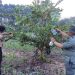 Anggota Pramuka Saka Wanabakti mengikuti pelatihan agroforestry tanaman buah di kawasan Resort Pemangkuan Hutan (RPH) Sendang Pakelan, Kecamatan Sambirejo, Grobogan. (Ahmad Abror/Harianmuria.com)