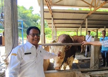 Bupati Rembang Harno meninjau kesehatan Bulki, sapi kurban dari Presiden Prabowo di Desa Bogorejo, Rabu, 4 Juni 2025. (Vicky Rio/Harianmuria.com)
