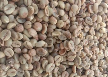 Kopi Green Bean asal Pekalongan yang sempat mencapai harga Rp70 ribu per kilogram kini turun menjadi Rp57 ribu per kilogram. (Dok. Petani Bantarkulon/Harianmuria.com)