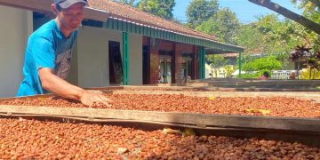 Kopi Muria yang diproduksi oleh Kopi Zayna di Desa Colo, Kecamatan Dawe, Kabupaten Kudus. (Nisa HS/harianmuria.com)