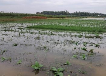 Kondisi lahan pertanian tembakau yang tergenang air di Desa Kebonturi, Kecamatan Jaken, Kabupaten Pati akhir Mei 2025. (Setyo Nugroho/Harianmuria.com)