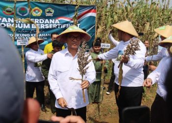 Menteri Desa dan Pembangunan Daerah Tertinggal (Mendes PDT) Yandri Susanto saat menghadiri panen benih sorgum tersertifikasi di Dukuh Gelam, Desa Kedungwungu, Kecamatan Todanan, Blora pada 11 Mei 2025 lalu. (Dok. Setda Blora/Harianmuria.com)