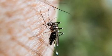 Ilustrasi nyamuk Aedes aegypti mengisap darah di tubuh manusia. (Antaranews/Harianmuria.com)