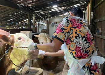 Tim Disnakkan Grobogan melakukan pemeriksaan kesehatan terhadap hewan kurban. (Dok. Disnakkan Grobogan/Harianmuria.com)
