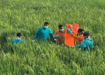 Petugas gabungan melakukan proses evakuasi jenazah di area persawahan Kelurahan Langenharjo, Kendal. (Dok. BPBD Kendal/Harianmuria.com)
