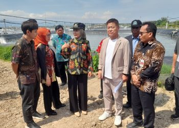 Wali Kota Sue Machi, Jepang, meninjau tambak udang vaname di Kendal dan menjajaki peluang impor serta investasi.