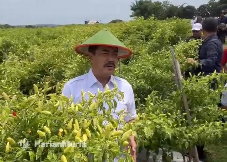 Bupati Blora Arief Rohman mengajak Menteri Imipas Agus Andrianto dan Menteri PPN/Bappenas Rachmat Pambudy panen cabai di Desa Bangsri, Jepon.