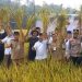 Bupati Ngesti Targetkan 100.000 Hektare Lahan Padi Organik di Kabupaten Semarang - Harianmuria Bupati Semarang Ngesti Nugraha menargetkan 100.000 hektare lahan padi organik di Kabupaten Semarang.