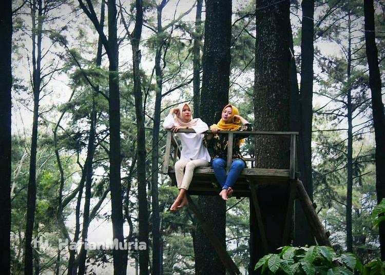 Pesona Wana Wisata Sreni Jepara di Desa Bategede menawarkan panorama hijau, udara sejuk, dan spot foto kekinian.