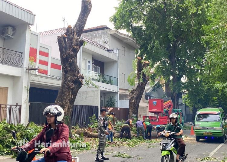 Hadapi Musim Penghujan, Pemkab Kudus Gencarkan Perimbasan Pohon - Harianmuria Perimbasan pohon besar di Jalan Pemuda Kudus. (Lingkar Network/Harianmuria.com)