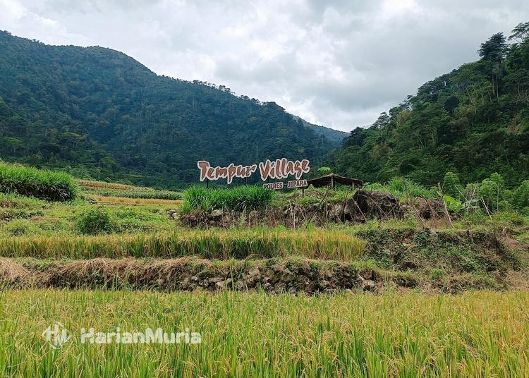Desa Wisata Tempur di Jepara menawarkan destinasi alam dengan panorama pegunungan, persawahan terasering, dan sungai jernih. 