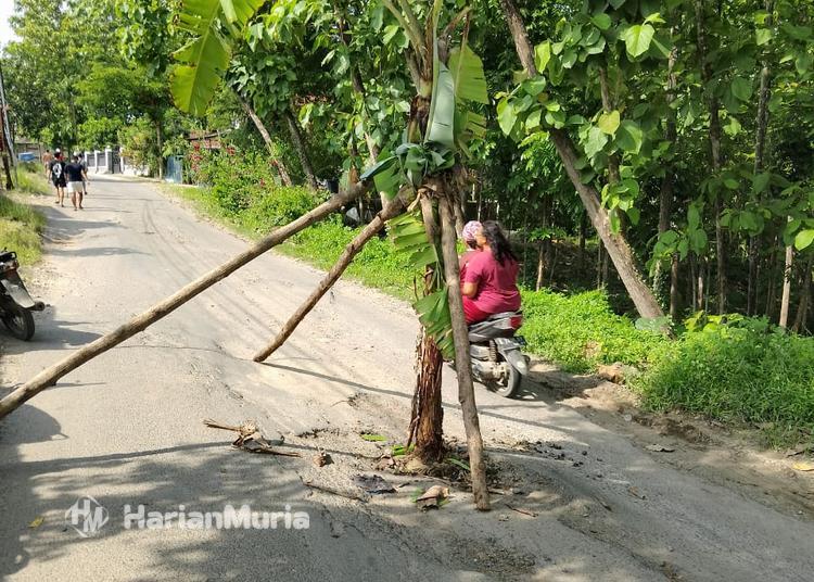 Warga Desa Ledok, Sambong, Blora menanam pohon pisang di tengah jalan sebagai aksi protes kerusakan jalan akibat truk berat Pertamina.