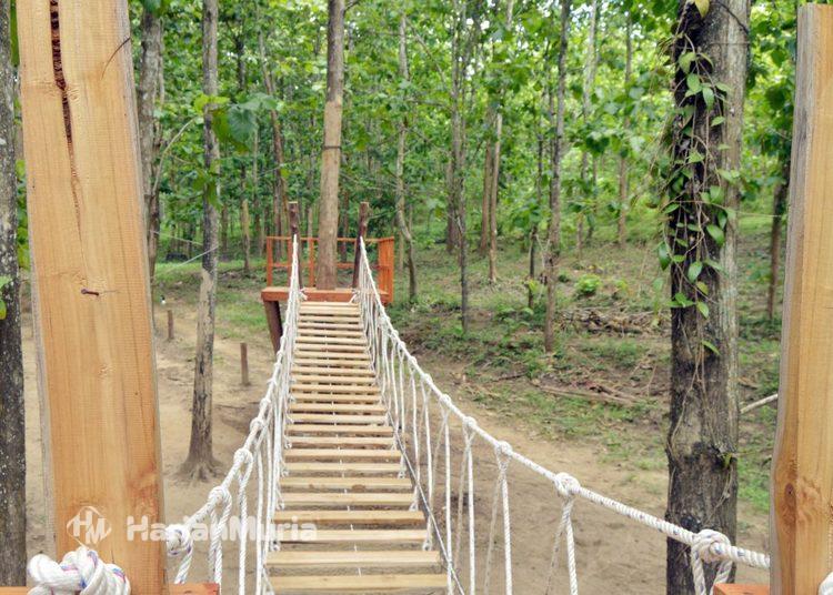 Pesona Wana Wisata Plumpung: Destinasi Sejuk di Tengah Hutan Jati Blora - Harianmuria Wana Wisata Taman Plumpung di Blora menghadirkan destinasi alam sejuk dengan spot foto, kolam renang, dan jalur jalan kaki di tengah hutan jati yang memanjakan pengunjung.