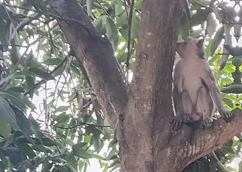 Bhabinkamtibmas bersama warga memasang kandang jebakan untuk mengamankan monyet ekor panjang yang meresahkan warga Desa Jrebengkembang Pekalongan.