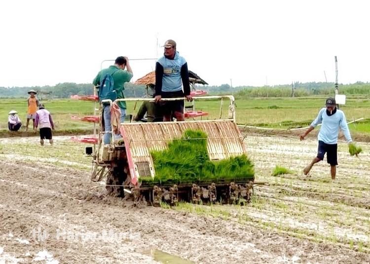 Indeks Pertanaman Padi Rembang 2025 Tertinggi se-Jawa Tengah - Harianmuria Indeks Pertanaman (IP) padi Kabupaten Rembang 2025 naik signifikan, tertinggi se-Jawa Tengah.