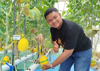 TnjFarm di Blora berhasil panen 600 melon hidroponik dari lahan 10 x 14 meter, menerapkan inovasi pertanian modern.