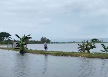 2.890 Ha Sawah di Kudus Masih Terendam Banjir, Dispertan Proses Pengajuan Asuransi