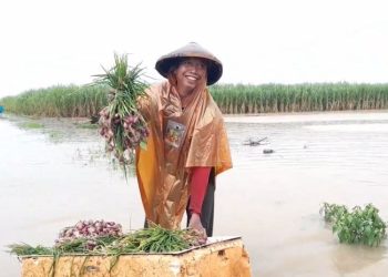 Dispertan Pati Belum Bisa Pastikan Bantuan Lahan Puso Akibat Banjir