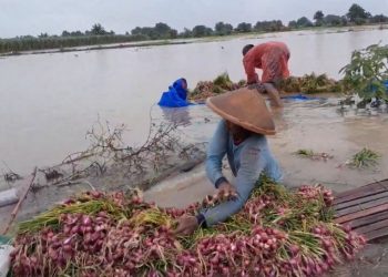 Hindari Rugi Besar, Petani Bawang Merah di Pati Terpaksa Panen Lebih Awal - Harianmuria Hindari Rugi Besar, Petani Bawang Merah di Pati Terpaksa Panen Lebih Awal