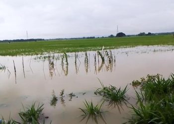 Terendam Banjir, 340 Hektare Lahan Pertanian di Pati Terancam Gagal Panen