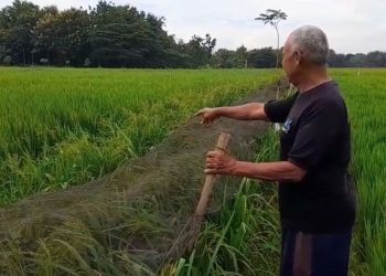 Sebulan Tikus Serang Lahan Padi di Blora, Hasil Panen Berpotensi Turun Drastis