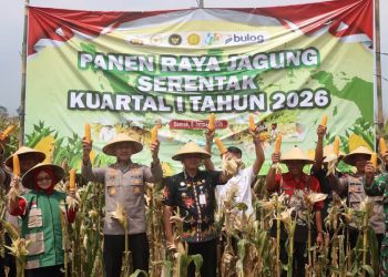 Polres Demak panen 5 ton jagung di Desa Sumberejo, Mranggen, sebagai dukungan swasembada pangan nasional dan program ketahanan pangan berbasis desa.