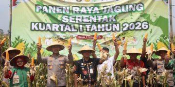 Polres Demak panen 5 ton jagung di Desa Sumberejo, Mranggen, sebagai dukungan swasembada pangan nasional dan program ketahanan pangan berbasis desa.