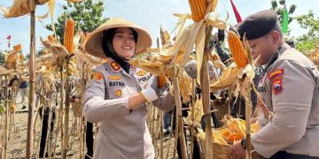 Polres Semarang menyetorkan 45,94 ton jagung hasil panen sepanjang 2025 ke Bulog sebagai bagian dari program ketahanan pangan nasional.