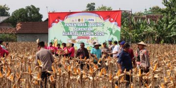 Kabupaten Rembang masuk lima besar produsen jagung Jawa Tengah dengan target produksi 188 ribu ton di 2026.
