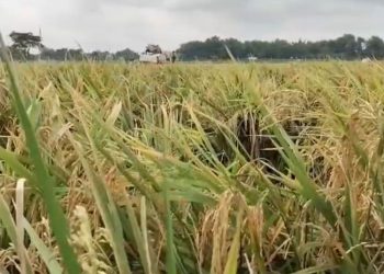 Dukung Swasembada, Komisi B DPRD Pati Minta Bulog Serap Hasil Panen Petani