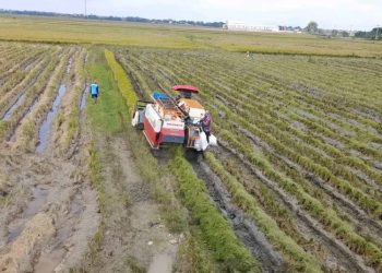 Komisi B DPRD Pati Dorong SPPG Serap Hasil Panen Petani untuk MBG