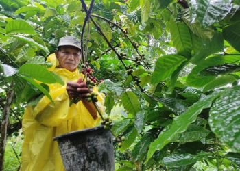 Kualitas Kopi di Kudus Meningkat, Harga Tembus Rp60 Ribu per Kilogram - Harianmuria Kualitas Kopi di Kudus Meningkat, Harga Tembus Rp60 Ribu per Kilogram