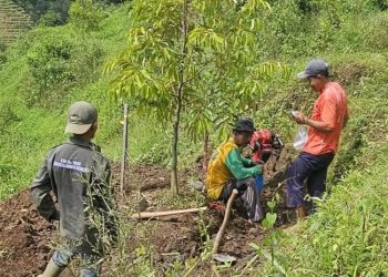 Potensi Durian di Gunungwungkal, DPRD Pati Dorong Pemkab Bantu Sarana Pemasaran