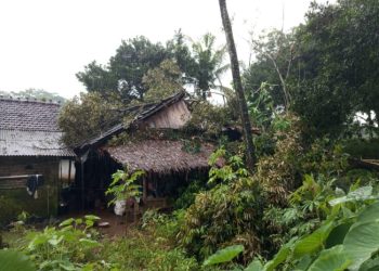 Rumah Warga Guyangan Jepara Rusak Tertimpa Pohon Durian Tumbang