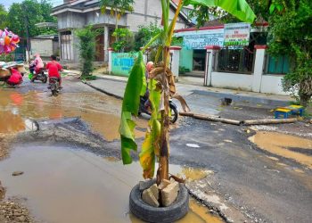 Jalan Rusak Dekat RSUD Kayen Pati Ditanami Pohon Pisang - Harianmuria Jalan Rusak Dekat RSUD Kayen Pati Ditanami Pohon Pisang
