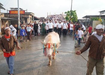 Kerbau Bule Jadi Ikon Baru Tradisi Lomban Jepara 2026