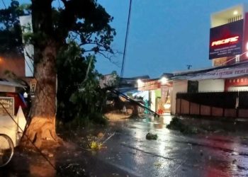 Minimalkan Risiko Bahaya, DPRD Pati Minta DLH Lakukan Peremajaan Pohon Tua