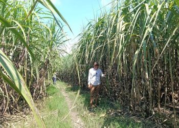Nasib Petani Tebu Blora Digantung, DPRD Dukung PTPN Akuisisi PG GMM