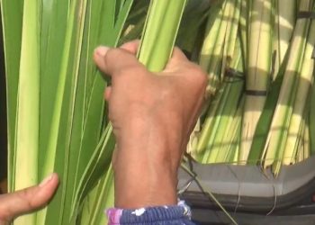Jelang Lebaran Ketupat, Penjualan Janur di Blora Naik hingga 40 Persen