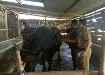 Presiden Prabowo Sumbang Sapi Kurban Jenis Limousin untuk Warga Blora - Harianmuria Presiden Prabowo Sumbang Sapi Kurban Jenis Limousin untuk Warga Blora