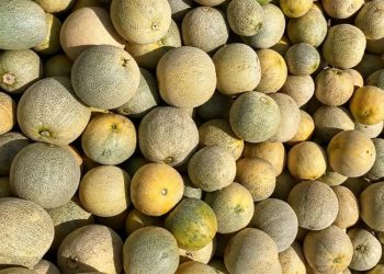 Budi Daya Melon Pertiwi dan Amanda, Petani Milenial di Blora Raup Omzet Rp280 Juta
