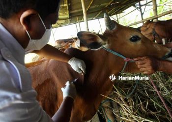 Jelang Idul Adha, Blora Gencarkan Vaksinasi PMK Pada Hewan Kurban - Harianmuria Jelang Idul Adha, Blora Gencarkan Vaksinasi PMK Pada Hewan Kurban