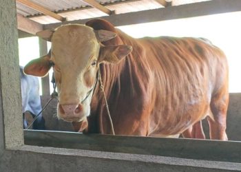 Diberi Nama Suro, Sapi Milik Warga Jepara Jadi Hewan Kurban Presiden