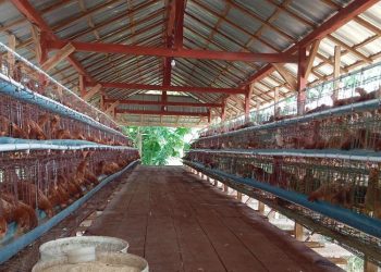 Dukung Ketahanan Pangan Tingkat Desa, BUMDes di Blora Kelola 1.000 Ayam Petelur