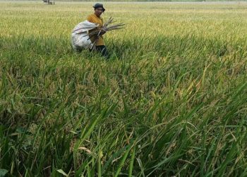 Hadapi Kemarau, BPBD Kudus Mitigasi dan Petakan Wilayah Rawan Kekeringan
