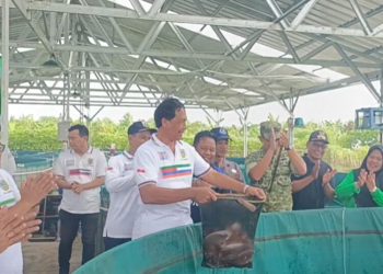 Koperasi Merah Putih di Kudus Panen Perdana Ikan Nila Hasil Budidaya Sistem Bioflok