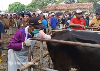 Jelang Idul Adha, Permintaan Pemeriksaan Kebuntingan Sapi di Pasar PON Blora Naik